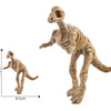 A light brown dinosaur skeleton model with a scale bar showing its size.