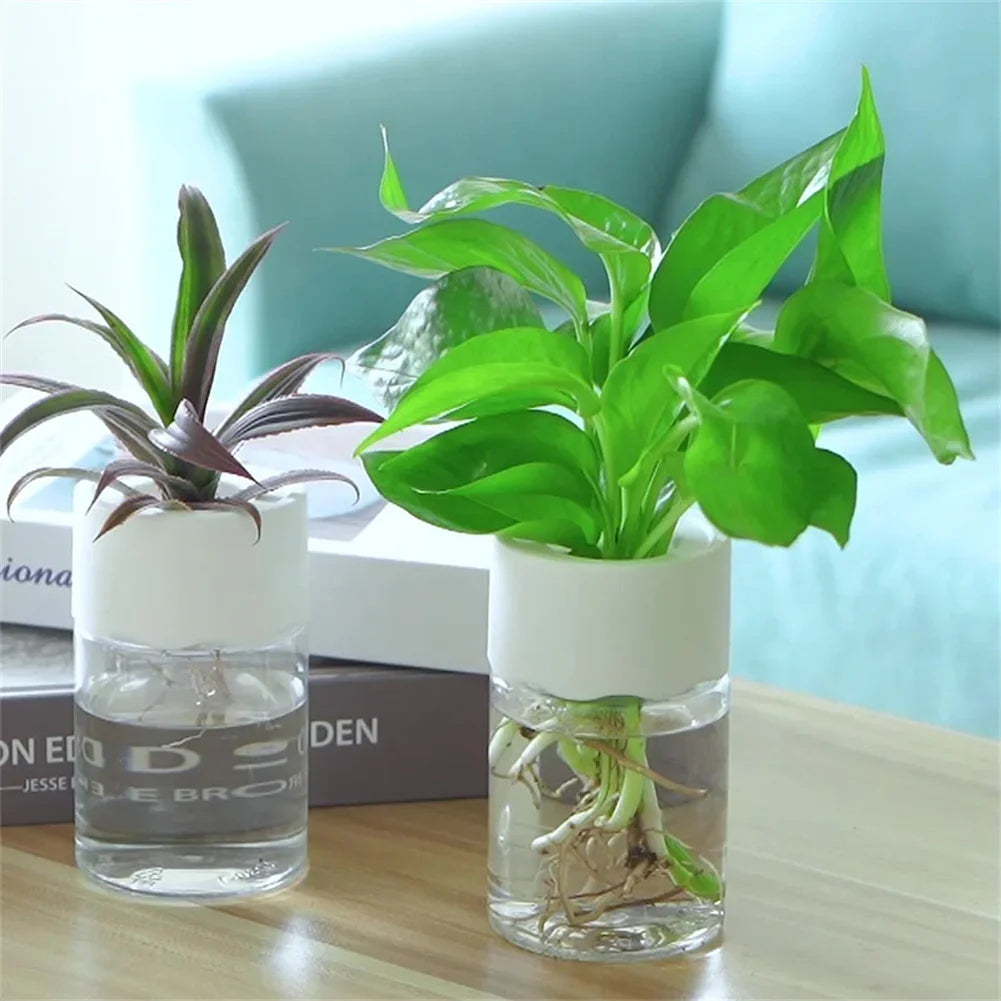 Two glass hydroponic planters holding indoor plants on a wooden surface.