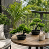 A small artificial bonsai pine tree in a black pot sits on a wooden table outdoors.
