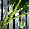 Close-up of realistic green latex hydrangea stems showing texture and bottom waterproof details.
