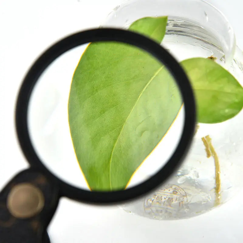 A magnifying glass shows a green leaf under a lens.