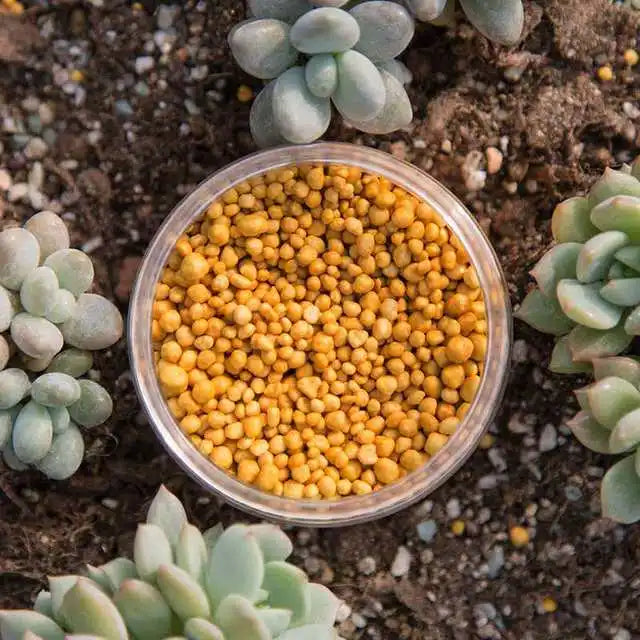 Close-up of yellow granular slow-release plant fertilizer scattered on soil with succulent plants nearby.