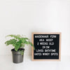 A wooden message board with white text listing Maidenhair Fern details like age and preferences.
