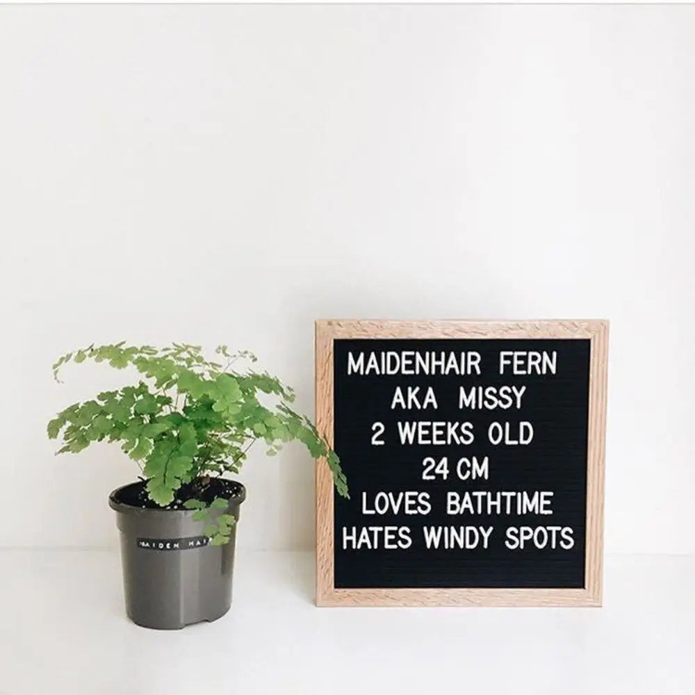 A wooden message board with white text listing Maidenhair Fern details like age and preferences.