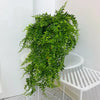 Plante artificielle en rotin vert luxuriant, cascade sur un support blanc.