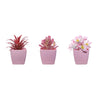 Three small potted succulent plants in pink ceramic pots for home decor