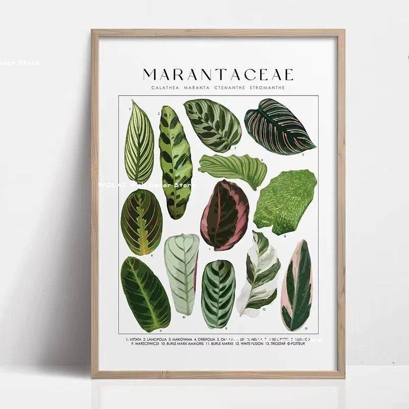 Botanical philodendron canvas wall art featuring various green plant leaves in a framed print.