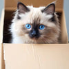 A fluffy, light brown and white Persian kitten with striking blue eyes looking directly at the camera inside a cardboard box.