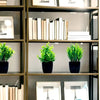 A display of potted artificial eucalyptus plants and framed art on wooden shelves.