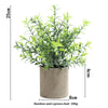 A lush green bamboo and cypress dust plant in a rustic gray pot.
