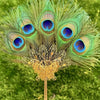 Plume de paon naturelle utilisée comme éventail, avec des plumes vertes et bleues vibrantes.