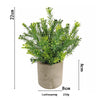 A vibrant green eucalyptus plant in a rustic gray pot, shown with dimensions.