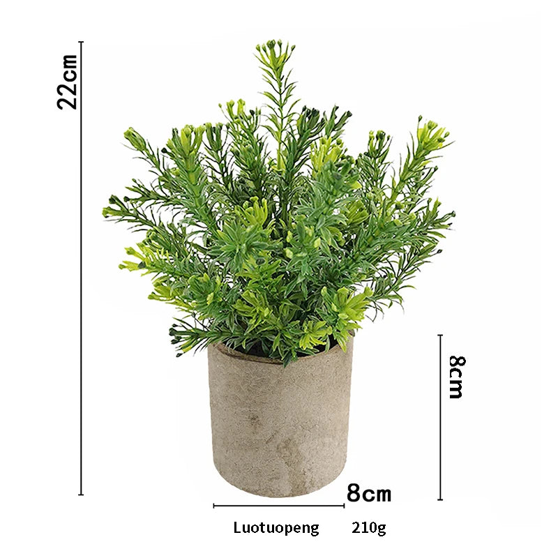 A vibrant green eucalyptus plant in a rustic gray pot, shown with dimensions.