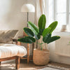 An artificial palm tree in a woven pot sits on a wooden table next to a lamp and window.