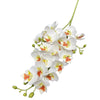 A cluster of white and orange orchid blooms on a green stem.