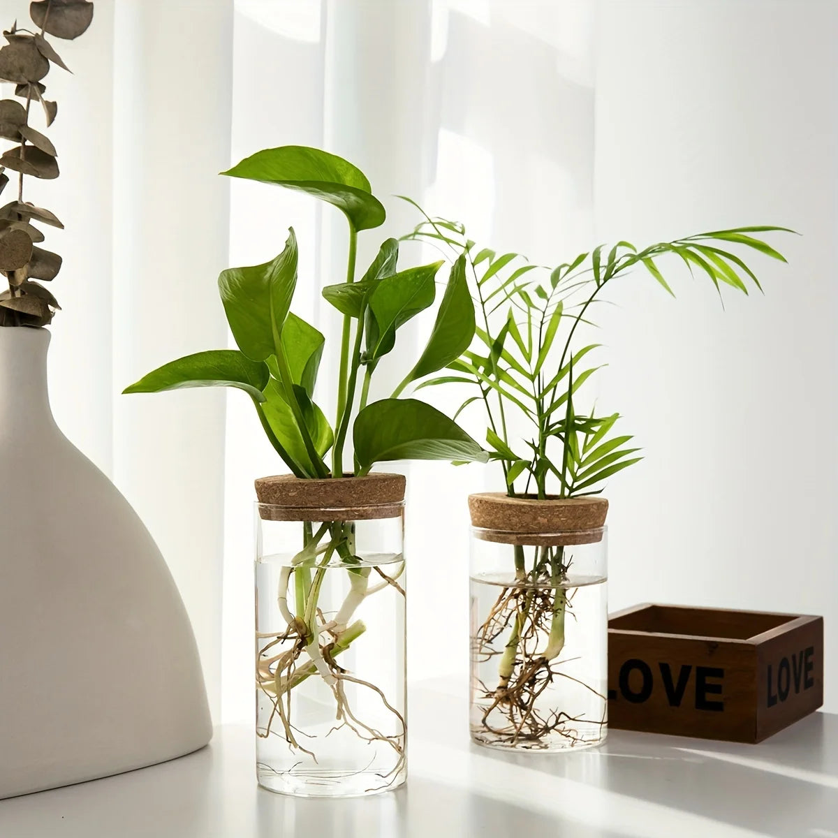 Un pot en verre contient une plante d'intérieur verte éclatante aux longues feuilles et aux racines visibles.
