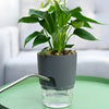 A self-watering transparent flower pot with a gray container and cotton rope holding green foliage on a glass base.