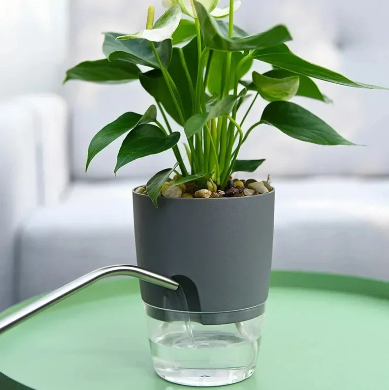 A self-watering transparent flower pot with a gray container and cotton rope holding green foliage on a glass base.