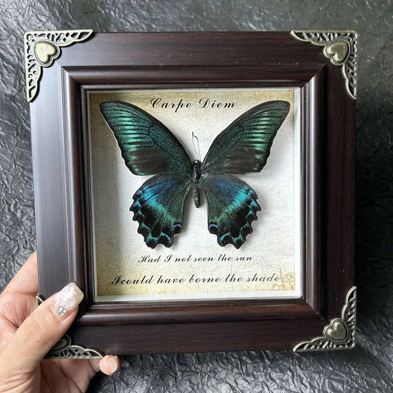 A framed piece of art featuring a dark blue and green butterfly, with text that reads Carpe Diem and a quote about the sun an