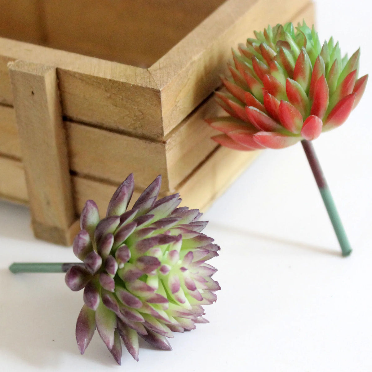 A small, vibrant succulent bonsai ball with pink and green leaves is displayed next to a wooden box.