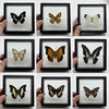 Real Butterfly Specimen in Decorative Frame