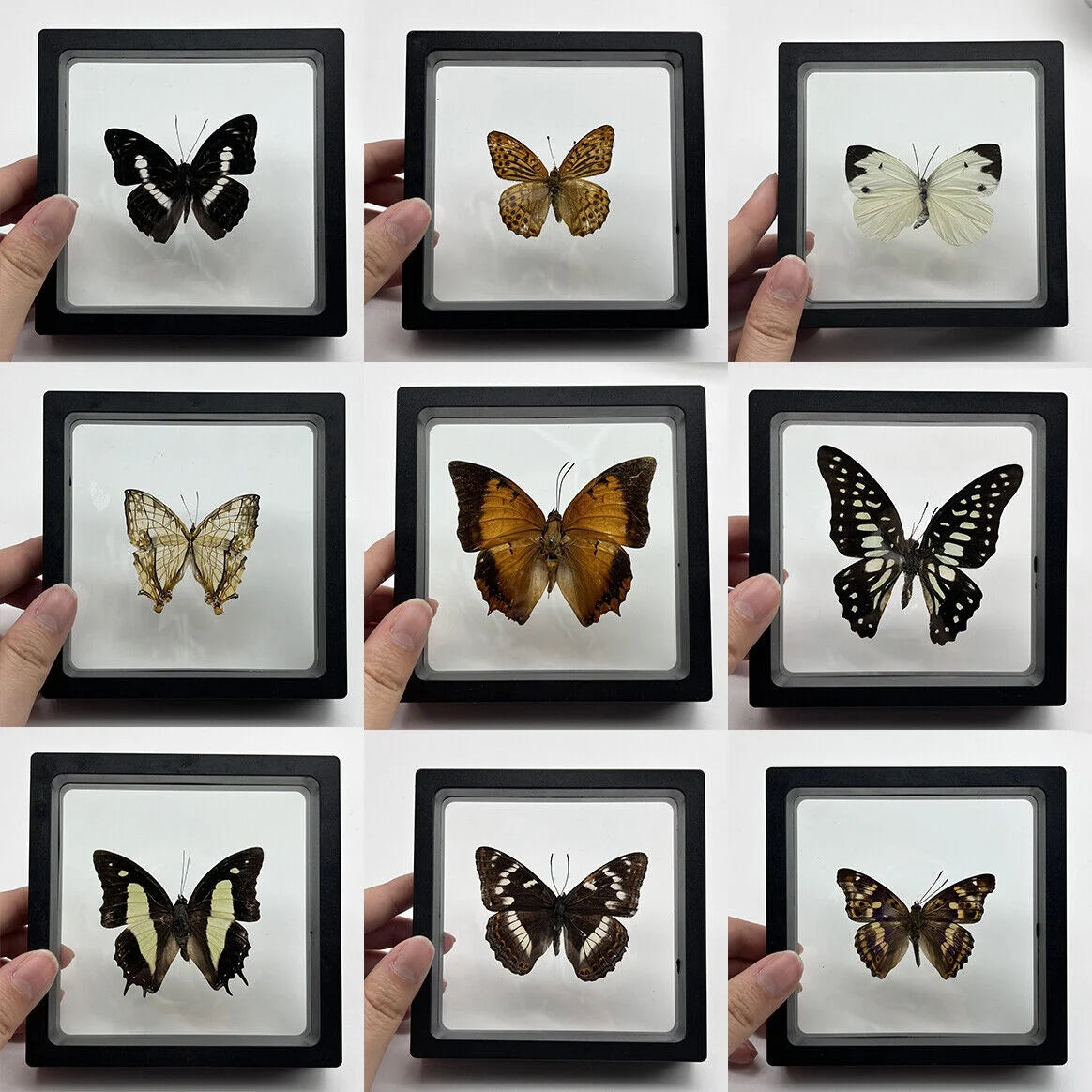 Real Butterfly Specimen in Decorative Frame