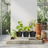 A set of six round black plastic plant pots with drainage saucers displayed on a stone slab.