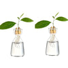 Avocado seed growing kit showing a plant with leaves in a glass vase.