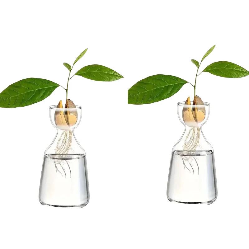 Avocado seed growing kit showing a plant with leaves in a glass vase.