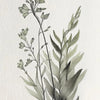 A delicate botanical illustration of a flowering plant with elongated leaves and small buds drawn in graphite on white paper.