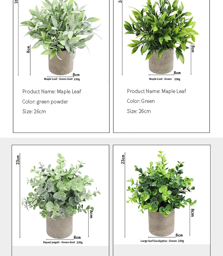 Three potted plants of Maple Leaf Eucalyptus in rustic pots, showing different shades of green.