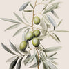 A botanical illustration of an olive branch with several green olives on a light background.
