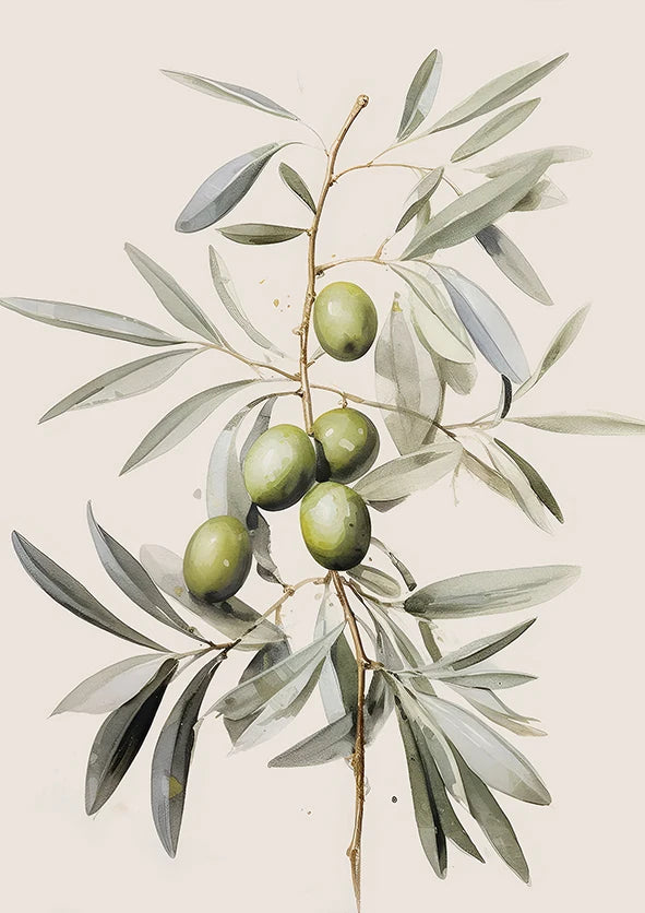 A botanical illustration of an olive branch with several green olives on a light background.