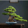 A miniature green bonsai tree planted in a blue ceramic flower pot on a wooden surface.