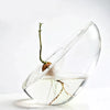 A clear glass vase holds a small avocado seed with roots growing in the water.