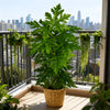 A vibrant green artificial papaya leaf plant in a woven basket displayed on a balcony railing.