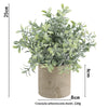 A lush green eucalyptus plant in a rustic terracotta pot, measuring 25cm high.