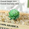 A small green succulent bonsai ball is displayed in a wooden box with gravel, next to text indicating Arabica coffee beans.