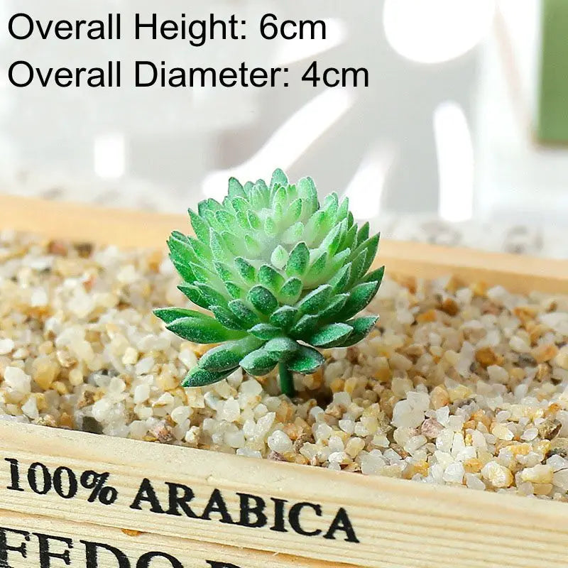 A small green succulent bonsai ball is displayed in a wooden box with gravel, next to text indicating Arabica coffee beans.